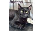 Adopt Brianna (bonded Sassy) Willow Grove (11/30/23-173) a Domestic Short Hair