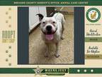 Adopt Jazzy a Mixed Breed