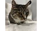 Adopt Feisty 2 a Domestic Short Hair