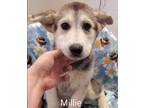 Adopt Millie a German Shepherd Dog, Siberian Husky