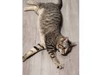 Adopt Ringo a Domestic Shorthair cat in Calimesa, CA (34338817)