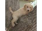 Goldendoodle Puppy for sale in Peyton, CO, USA