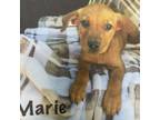 Adopt Marie a Labrador Retriever, Mixed Breed
