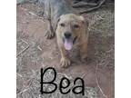 Adopt Bea a Catahoula Leopard Dog, Anatolian Shepherd