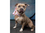 Adopt Nancy McCutie a Pit Bull Terrier, Mixed Breed