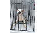 Adopt Land Seal a Pit Bull Terrier, Mixed Breed