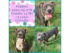 Adopt 2024-05-278 *Pebbles* a Pit Bull Terrier