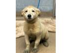 Adopt Monica a Mixed Breed