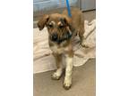 Adopt L.A.- IN FOSTER a Mixed Breed