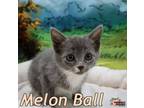 Adopt Melon Ball a Domestic Short Hair
