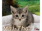 Adopt Mai-Thai a American Bobtail, Domestic Short Hair