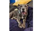 Adopt Lilo a Pit Bull Terrier, Terrier