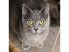 Adopt Lyla- Bonded Buddies With Lyle a Domestic Short Hair