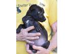 Adopt Ava a Labrador Retriever, Terrier