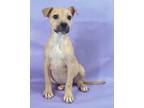 Adopt Hattie a Black Mouth Cur, Mixed Breed
