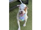 Adopt Karmen a Pit Bull Terrier, Mixed Breed