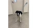 Adopt Daisy a Treeing Walker Coonhound, Mixed Breed