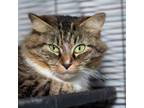 Adopt Horizon a Domestic Medium Hair