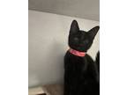 Adopt Apple Slices a Domestic Short Hair