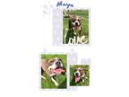 Adopt Maya a Boxer, American Staffordshire Terrier