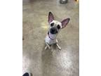 Adopt Ermine a Parson Russell Terrier, Mixed Breed