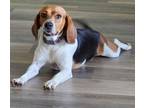 Adopt Tiramisu - adoption pending a Beagle