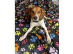 Adopt Katie - adoption pending a Beagle