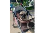 Adopt Gladys - Fostered in Omaha a Pug