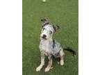 Adopt Chamomile a Mixed Breed