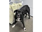 Adopt Marcy a Pit Bull Terrier, Mixed Breed