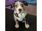Adopt Hooli-Gan a Pit Bull Terrier