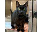 Adopt Marionette a Domestic Short Hair