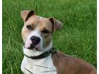 Adopt Duchess a Pit Bull Terrier, Mixed Breed