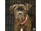 Adopt Nebula a Pit Bull Terrier, Mixed Breed