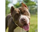 Adopt Sage a Pit Bull Terrier, Mixed Breed