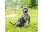 Adopt Ember a Pit Bull Terrier, Mixed Breed