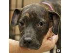 Adopt Galaxy a Pit Bull Terrier, Mixed Breed