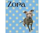 Adopt Zora a Pit Bull Terrier