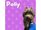 Adopt Polly a Schnauzer
