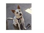 Adopt Lucy LaVerne (ACDx) a Australian Cattle Dog / Blue Heeler