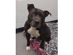 Adopt Bossy a Staffordshire Bull Terrier