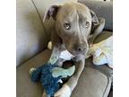 Adopt Gracie a Pit Bull Terrier, Mixed Breed