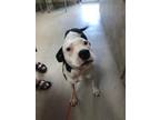 Adopt Annie 123646 a Pit Bull Terrier, Mixed Breed