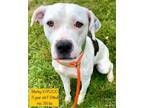 Adopt Marley a Pit Bull Terrier, Hound