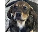 Adopt Wanda a German Shepherd Dog, American Staffordshire Terrier