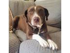 Adopt Molasses a German Shorthaired Pointer, Mixed Breed