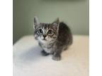 Adopt Eloise--In Foster***ADOPTION PENDING*** a Domestic Short Hair
