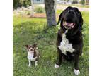 Adopt Evelyn--In Foster a Labrador Retriever