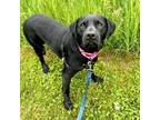 Adopt Rosalie a Black Labrador Retriever