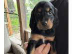 Gordon Setter PUPPY FOR SALE ADN-792204 - Gordon Setter Puppies for sale